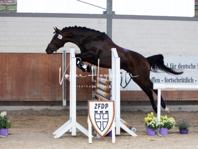 ZfdP Sommerkörung 1