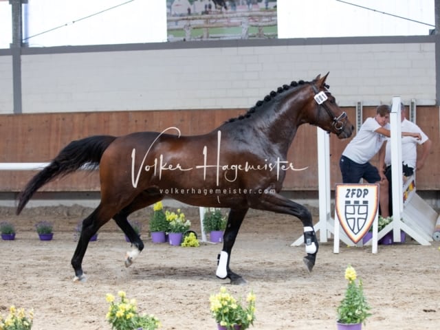 ZfdP Sommerkörung 2