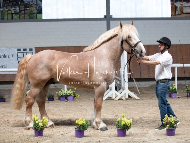 ZfdP Sommerkörung 4