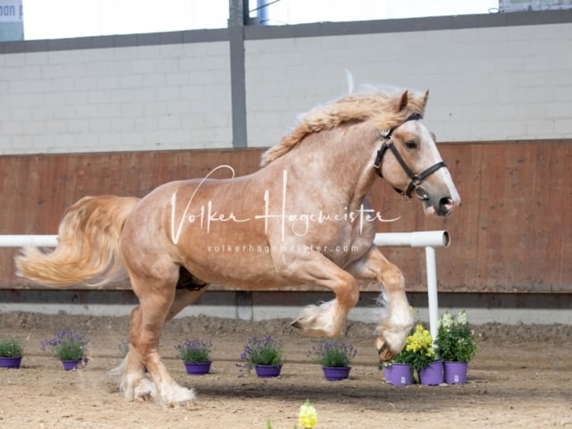 ZfdP Sommerkörung 5