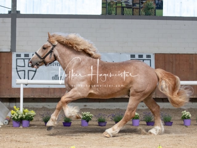 ZfdP Sommerkörung 6