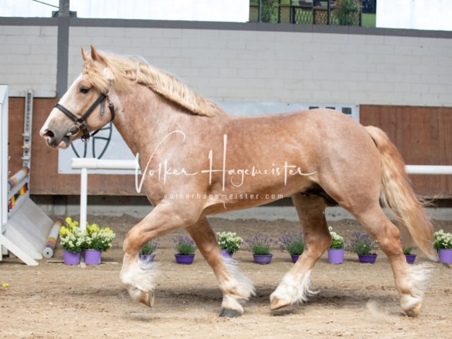 ZfdP Sommerkörung 7