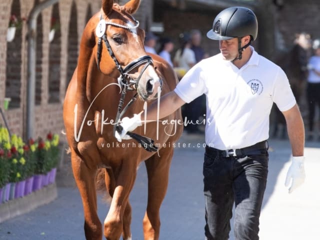 ZfdP Sommerkörung 8