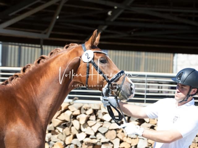 ZfdP Sommerkörung 9