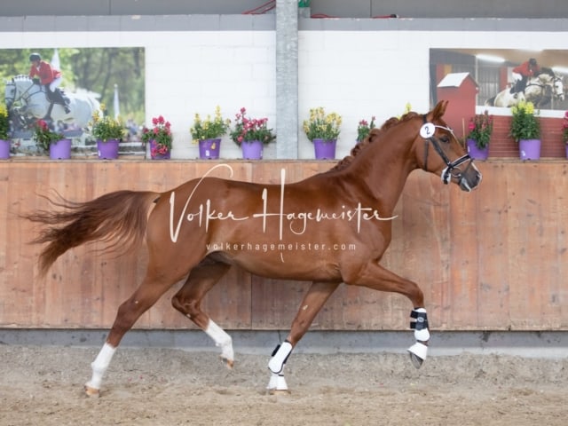 ZfdP Sommerkörung 10