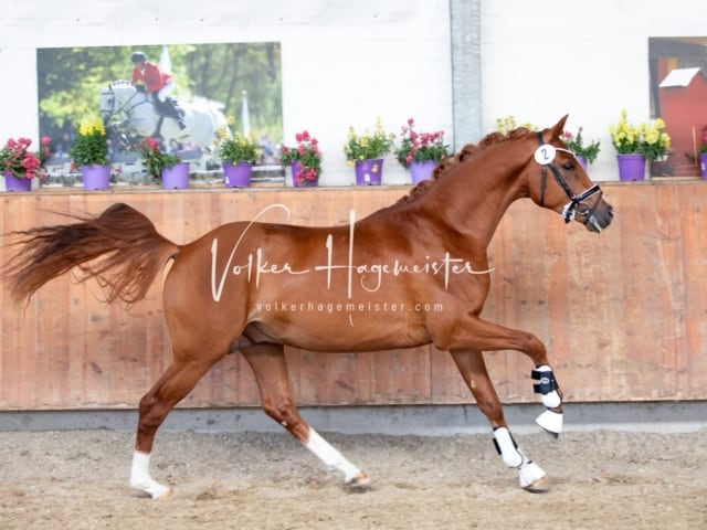 ZfdP Sommerkörung 12