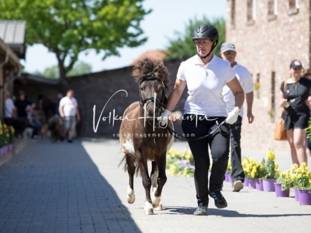 ZfdP Sommerkörung 18
