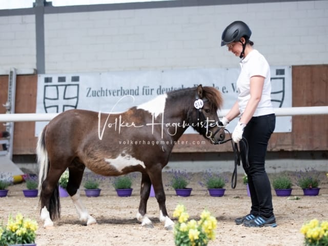 ZfdP Sommerkörung 19