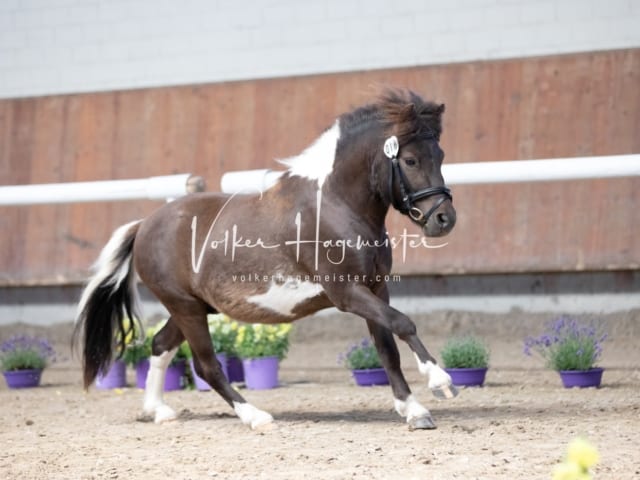 ZfdP Sommerkörung 20