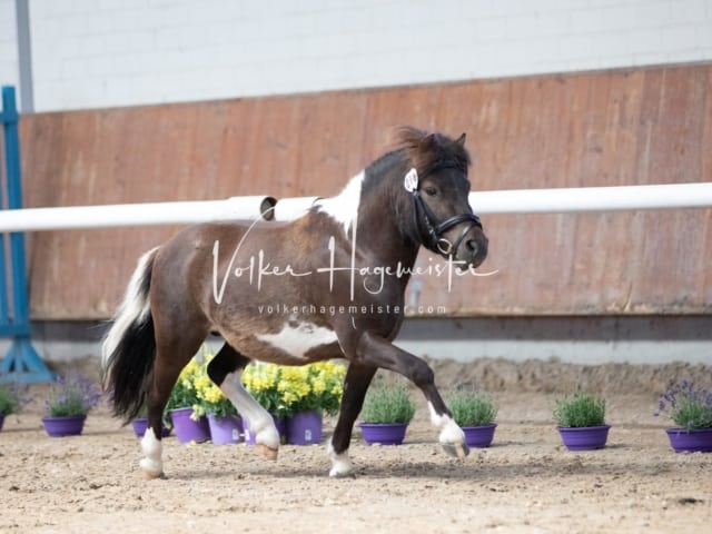 ZfdP Sommerkörung 22