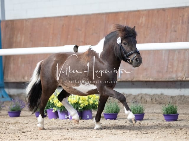 ZfdP Sommerkörung 23