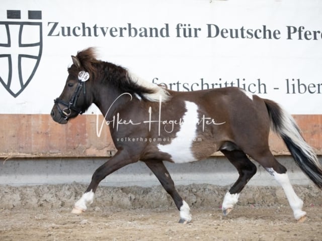 ZfdP Sommerkörung 25