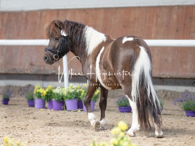 ZfdP Sommerkörung 26