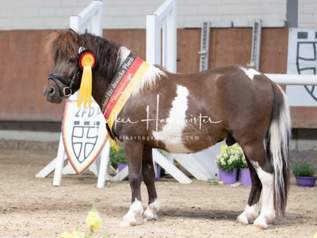 ZfdP Sommerkörung 30