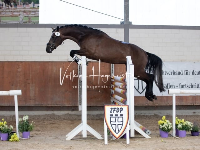 ZfdP Sommerkörung 15