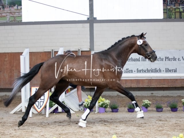 ZfdP Sommerkörung 16