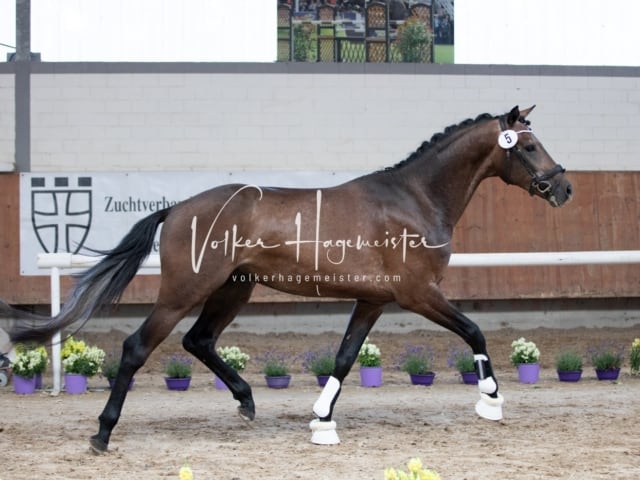 ZfdP Sommerkörung 17