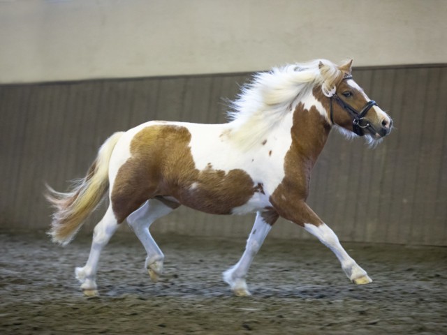 Impressionen Eliteschau 2023 2