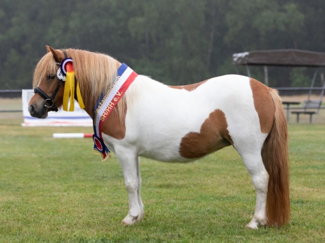 Impressionen Eliteschau 2023 4