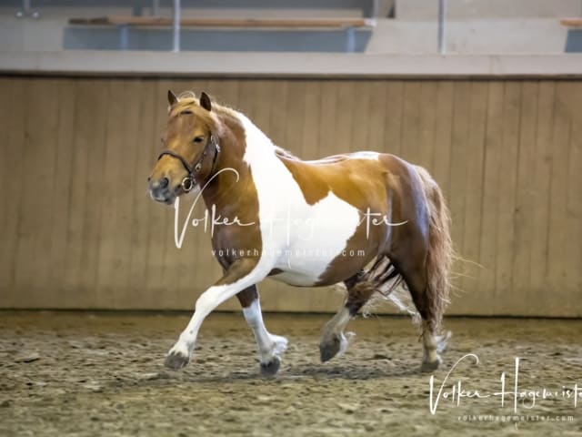 Impressionen Eliteschau 2023 2