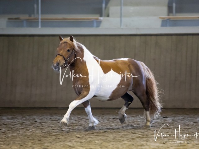 Impressionen Eliteschau 2023 8