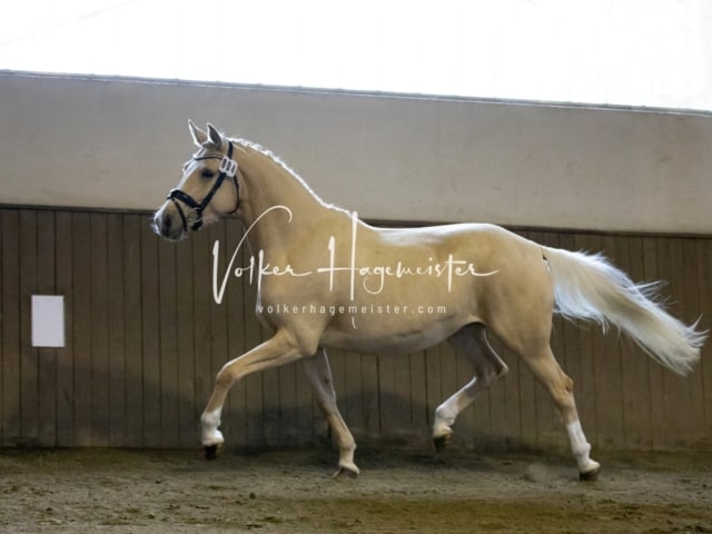 Impressionen Eliteschau 2023 11