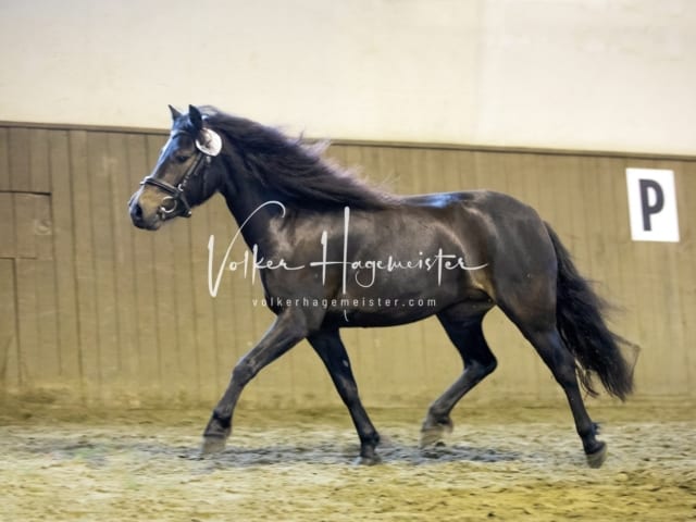 Impressionen Eliteschau 2023 12