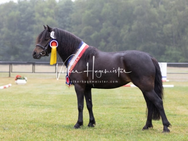 Impressionen Eliteschau 2023 15