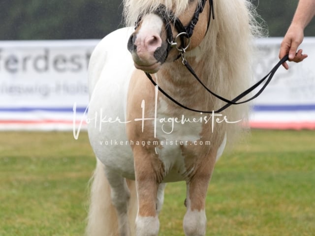 Impressionen Eliteschau 2023 18