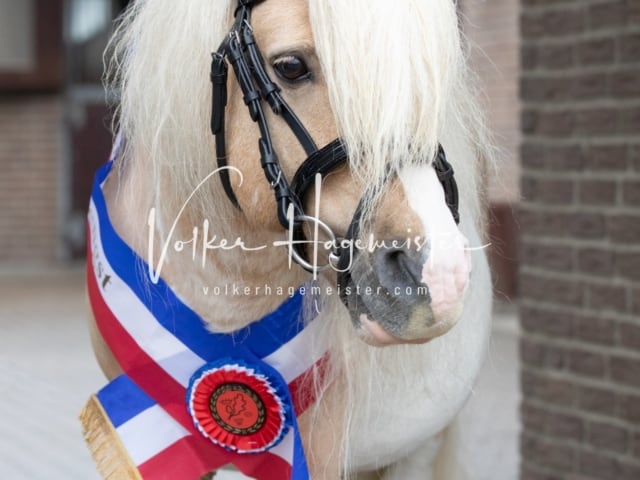 Impressionen Eliteschau 2023 19