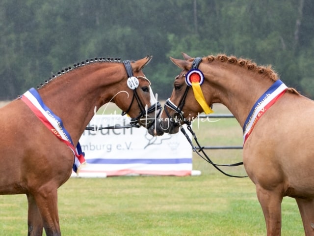 Impressionen Eliteschau 2023 20