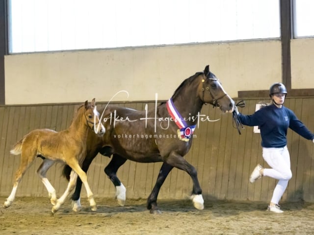 Impressionen Eliteschau 2023 21