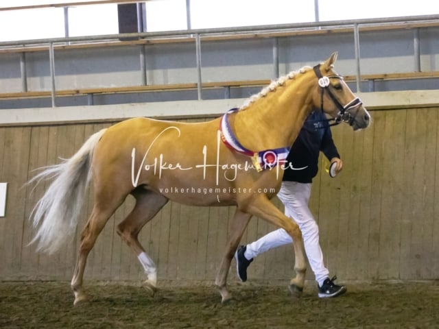 Impressionen Eliteschau 2023 22