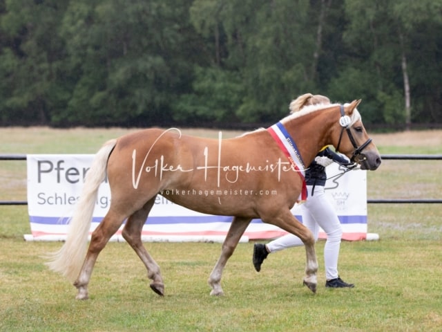 Impressionen Eliteschau 2023 24