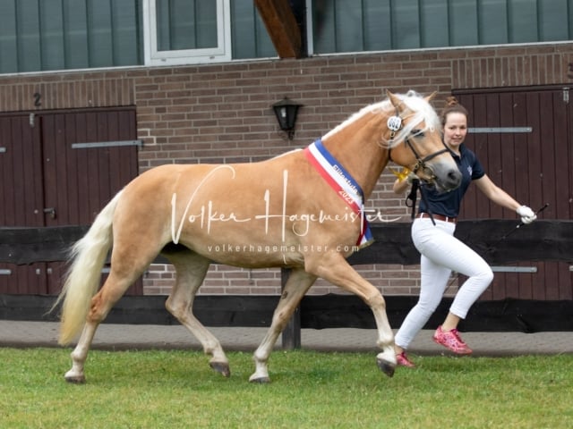 Impressionen Eliteschau 2023 25