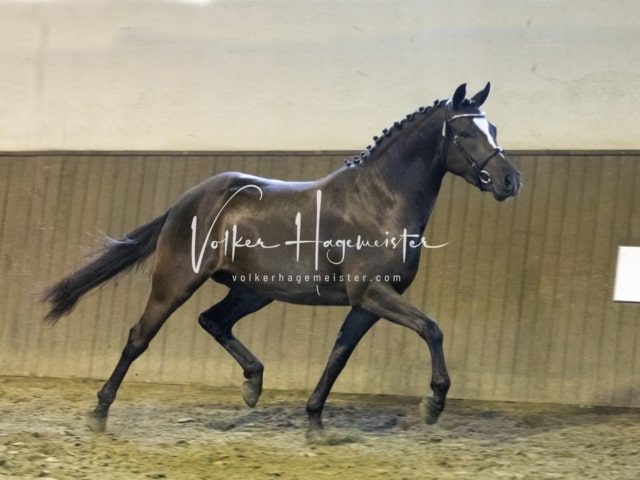 Impressionen Eliteschau 2023 26