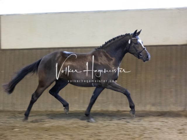 Impressionen Eliteschau 2023 27