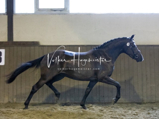 Impressionen Eliteschau 2023 28