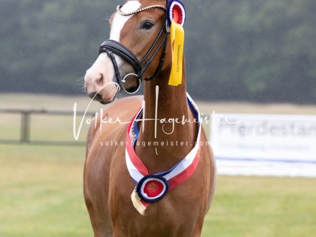 Impressionen Eliteschau 2023 4