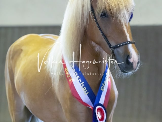 Impressionen Eliteschau 2023 8