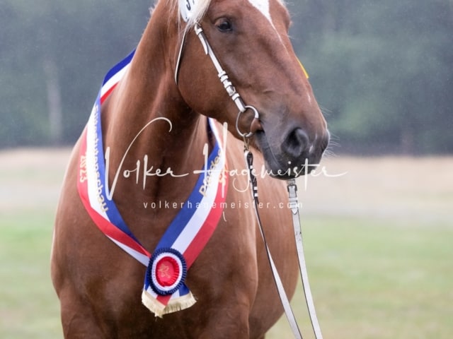 Impressionen Eliteschau 2023 11