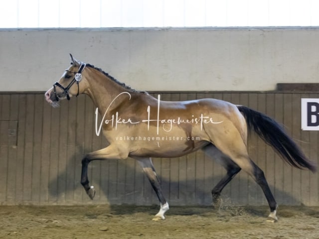 Impressionen Eliteschau 2023 14