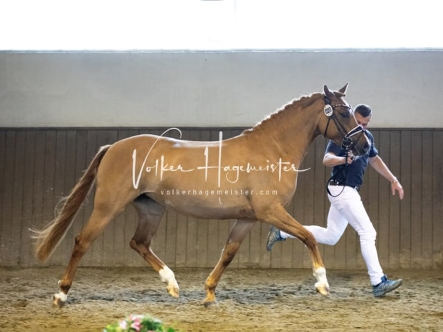 Impressionen Eliteschau 2023 15