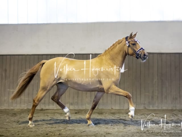 Impressionen Eliteschau 2023 16