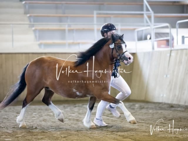 Impressionen Eliteschau 2023 19