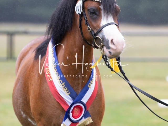 Impressionen Eliteschau 2023 22