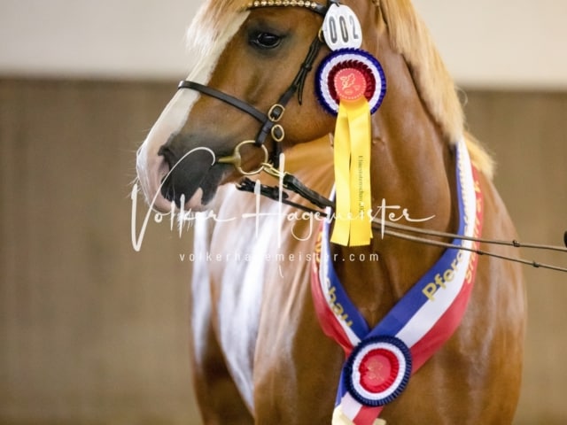 Impressionen Eliteschau 2023 24