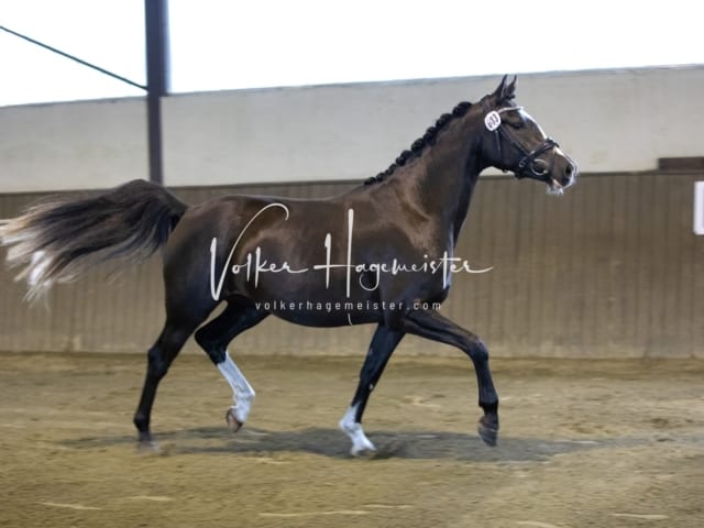 Impressionen Eliteschau 2023 26