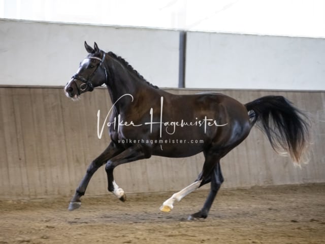 Impressionen Eliteschau 2023 28