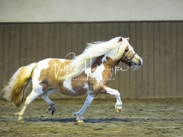 Impressionen Eliteschau 2023 2